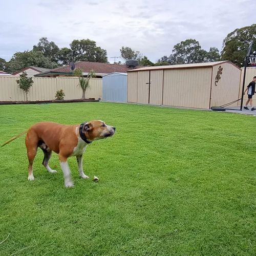 Open backyard lawn with a dog standing on it