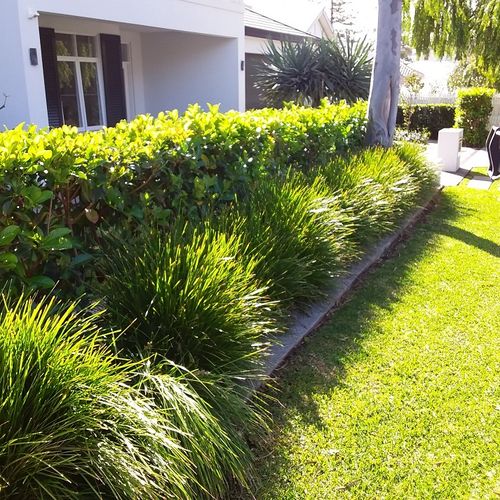 Lawn running alongside a trimmed hedge border
