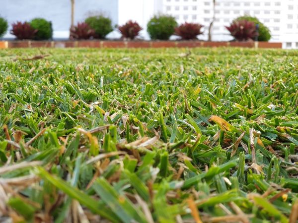Close up of healthy green lawn after feeding